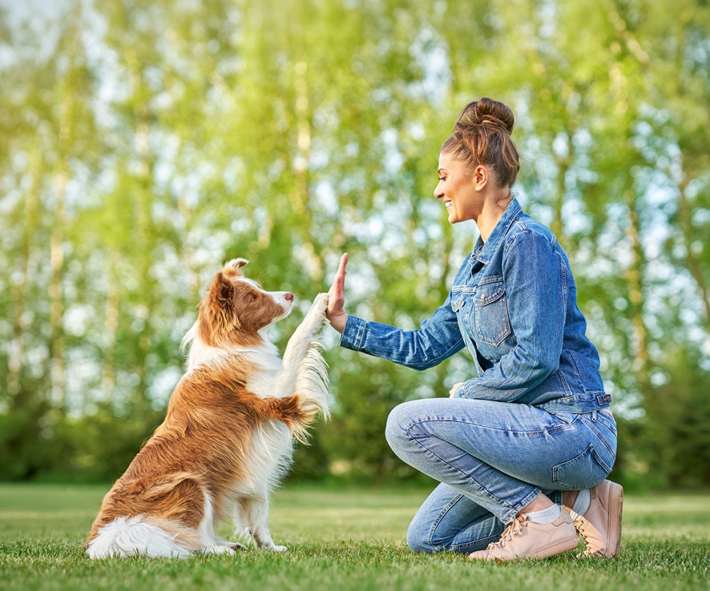 find-a-pet-dog-traininer-in-nh-puppy